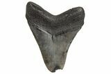 Partial Megalodon Tooth - South Carolina #214718-2